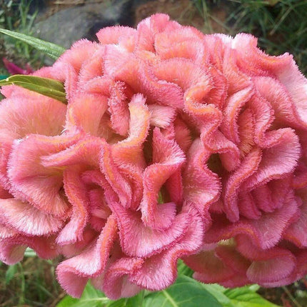 25 Light Pink Brain Celosia Seeds - Seed World