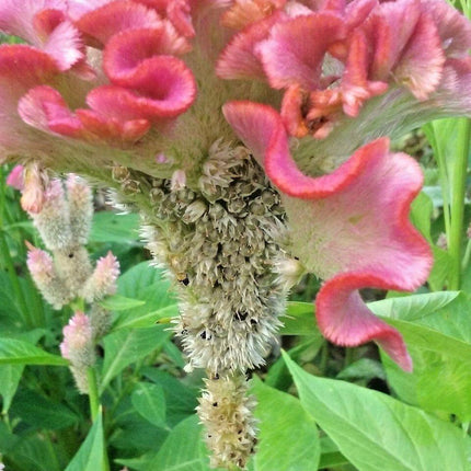 25 Light Pink Brain Celosia Seeds - Seed World