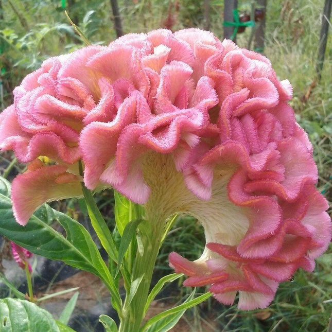25 Light Pink Brain Celosia Seeds - Seed World