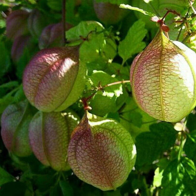 25 Love in a Puff Seeds - Seed World