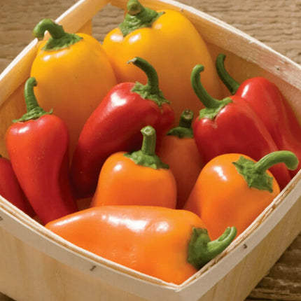25 Lunchbox Sweet Snacking Pepper Seeds - Seed World