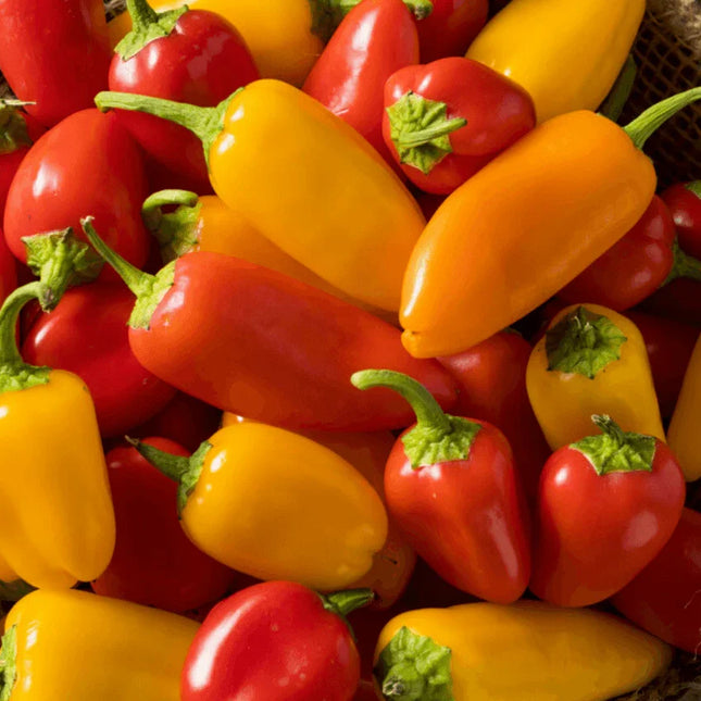 25 Lunchbox Sweet Snacking Pepper Seeds - Seed World