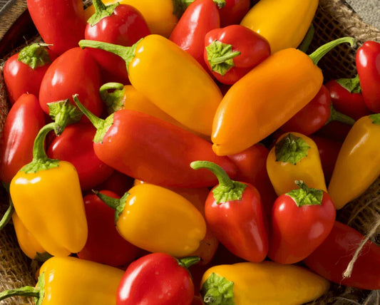 25 Lunchbox Sweet Snacking Pepper Seeds - Seed World