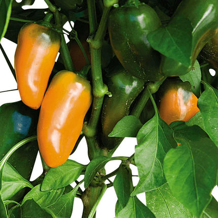 25 Lunchbox Sweet Snacking Pepper Seeds - Seed World