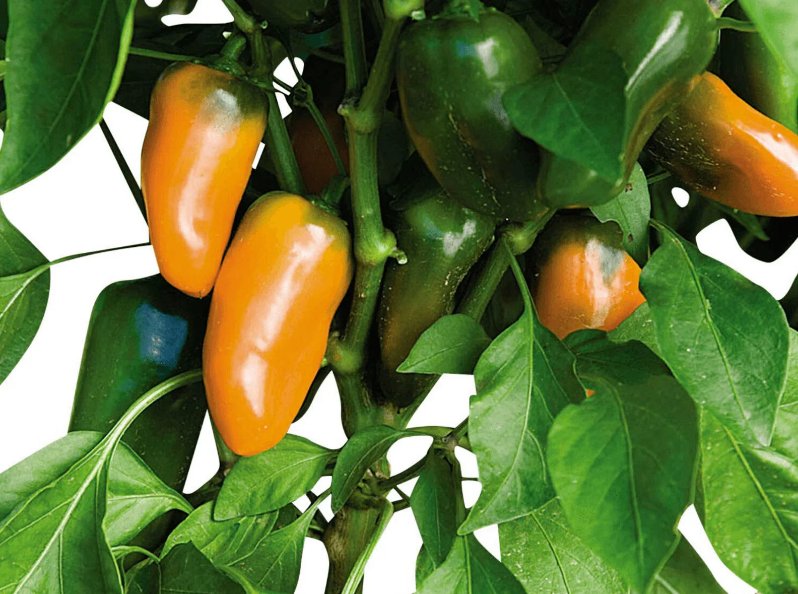 25 Lunchbox Sweet Snacking Pepper Seeds - Seed World
