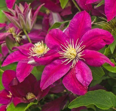 25 Magenta Clematis Seeds - Seed World