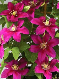 25 Magenta Clematis Seeds - Seed World