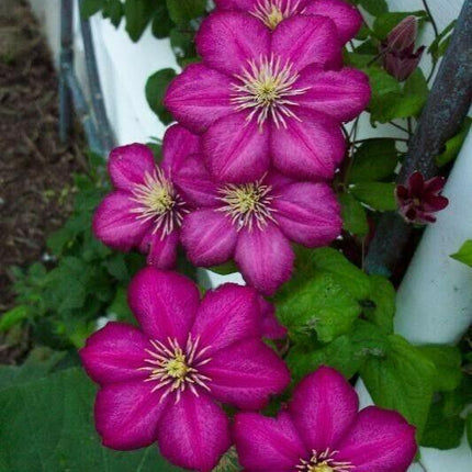 25 Magenta Clematis Seeds - Seed World