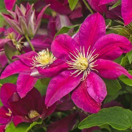 25 Magenta Clematis Seeds - Seed World