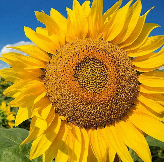 25 Mammoth Grey Stripe Sunflower Seeds - Seed World