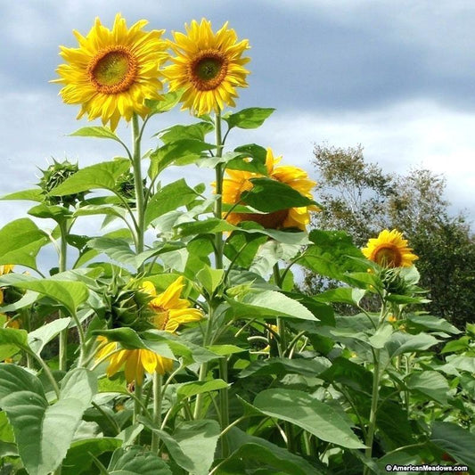 25 Mammoth Grey Stripe Sunflower Seeds - Seed World