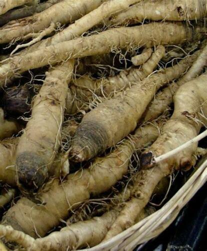 25 Mammoth Sandwich Island Salsify Seeds - Seed World