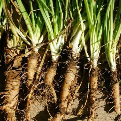 25 Mammoth Sandwich Island Salsify Seeds - Seed World
