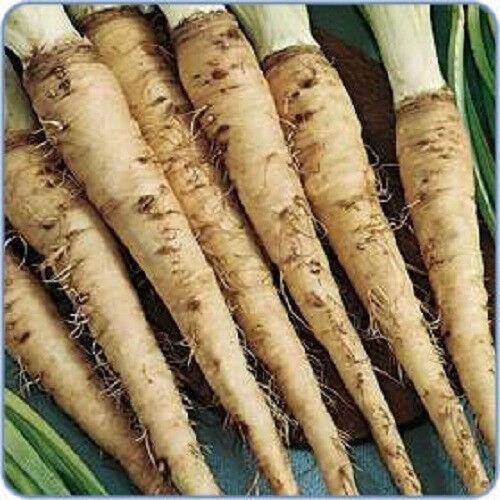 25 Mammoth Sandwich Island Salsify Seeds - Seed World