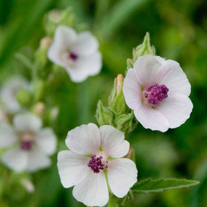 25 Marsh Mallow (Althaea Officinalis) Seeds - Seed World