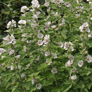 25 Marsh Mallow (Althaea Officinalis) Seeds - Seed World