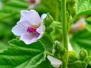 25 Marsh Mallow (Althaea Officinalis) Seeds - Seed World