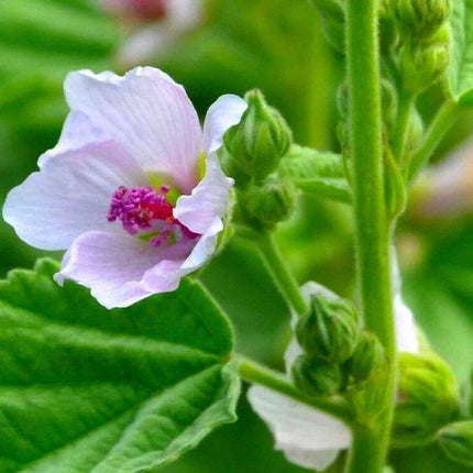 25 Marsh Mallow (Althaea Officinalis) Seeds - Seed World