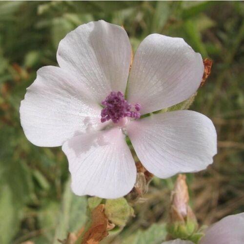 25 Marsh Mallow (Althaea Officinalis) Seeds - Seed World