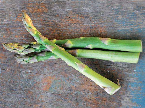 25 Mary Washington Asparagus Seeds - Seed World