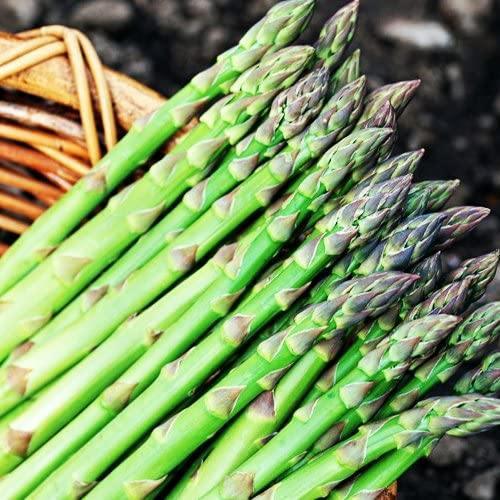 25 Mary Washington Asparagus Seeds - Seed World