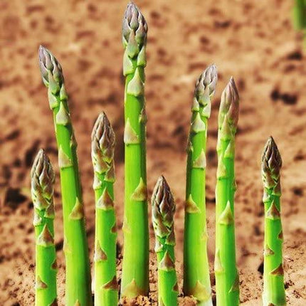 Green asparagus spears growing in soil