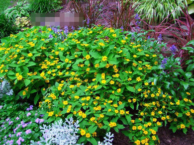 25 Melampodium Butter Daisy Seeds - Seed World