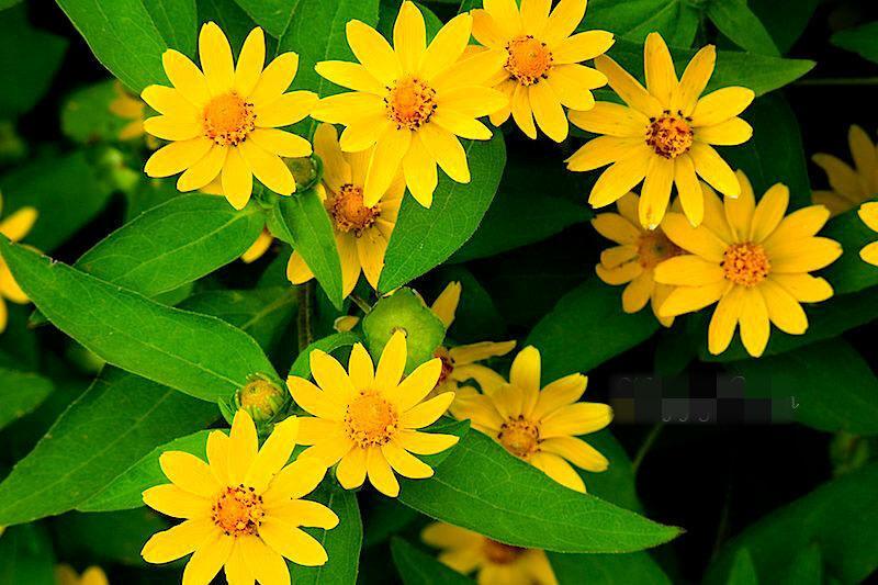 25 Melampodium Butter Daisy Seeds - Seed World