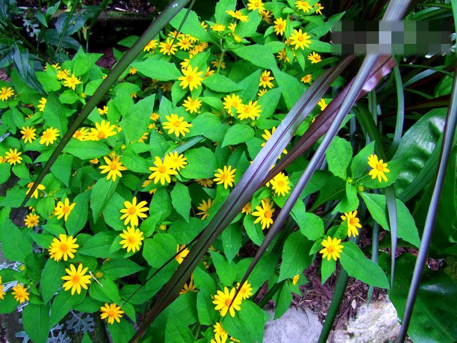 25 Melampodium Butter Daisy Seeds - Seed World