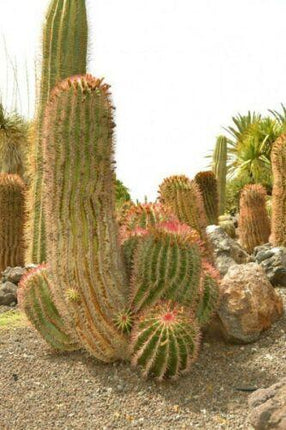 25 Mexican Lime Cactus Seeds - Seed World