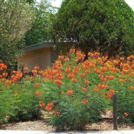25 Mexican Red Bird of Paradise Seeds - Seed World