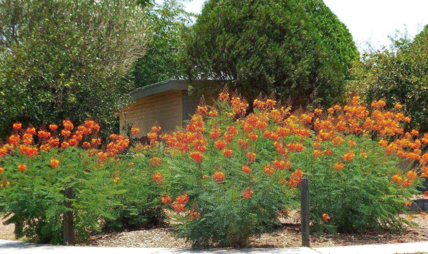 25 Mexican Red Bird of Paradise Seeds - Seed World