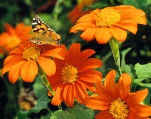 25 Mexican Torch Sunflower Seeds - Seed World