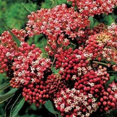 25 Milkweed Swamp Carmine Seeds - Seed World