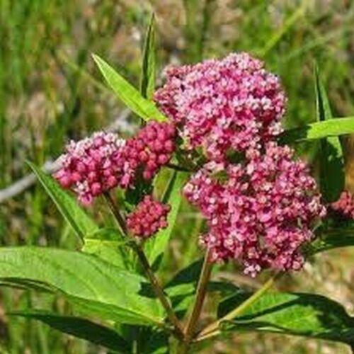 25 Milkweed Swamp Carmine Seeds - Seed World