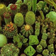 25 Mix Cactus Seeds - Seed World