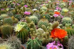25 Mix Cactus Seeds - Seed World