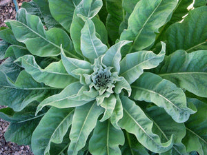 25 Mullein Ornamental Plant Seeds - Seed World