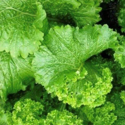 25 Mustard Green Seeds - Seed World