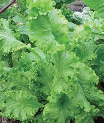 25 Mustard Green Seeds - Seed World