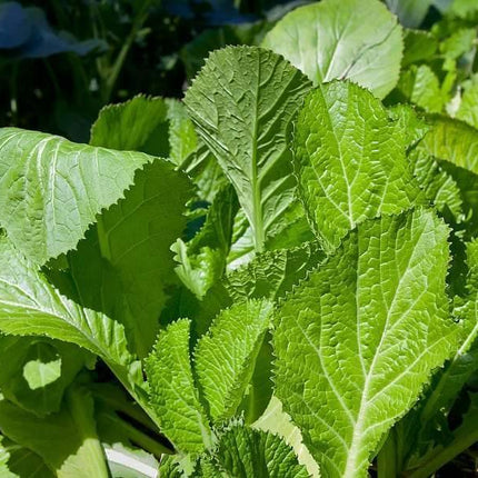 25 Mustard Green Seeds - Seed World