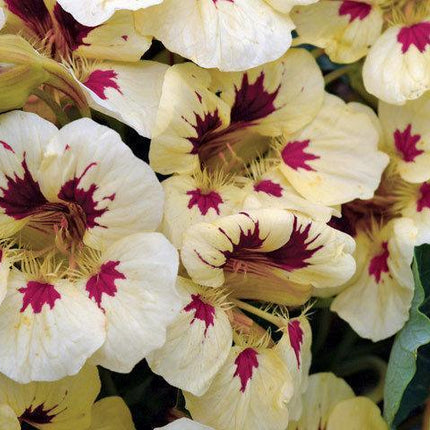 25 Nasturtium 'Ladybird Cream Purple Spot' Seeds - Seed World