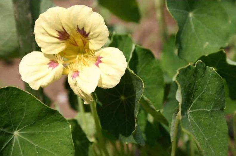 25 Nasturtium 'Ladybird Cream Purple Spot' Seeds - Seed World