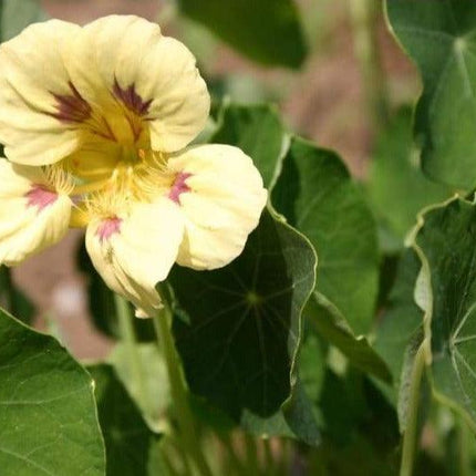 25 Nasturtium 'Ladybird Cream Purple Spot' Seeds - Seed World