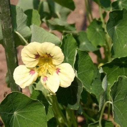 25 Nasturtium 'Ladybird Cream Purple Spot' Seeds - Seed World