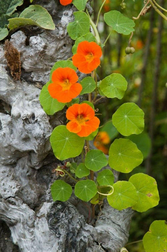 25 Nasturtium Mix Seeds - Seed World