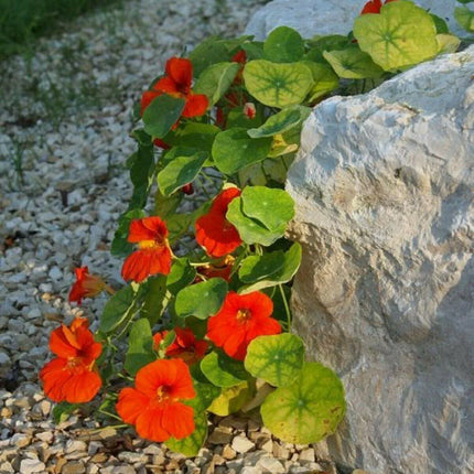 25 Nasturtium Mix Seeds – Edible Climbing & Trailing Flowers - Seed World
