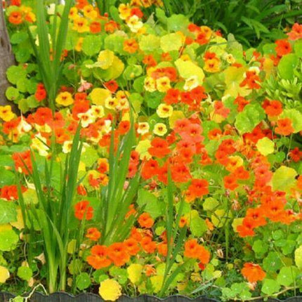 25 Nasturtium Mix Seeds – Edible Climbing & Trailing Flowers - Seed World