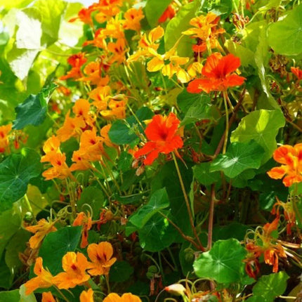 25 Nasturtium Mix Seeds – Edible Climbing & Trailing Flowers - Seed World