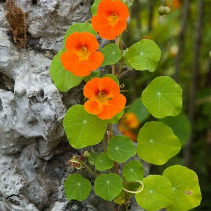 25 Nasturtium Mix Seeds – Edible Climbing & Trailing Flowers - Seed World